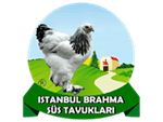 Brahma Süs Tavukları