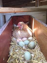 Tavuklarda Stres Ve Tüy Yeme - İstanbul Brahma Süs Tavukları