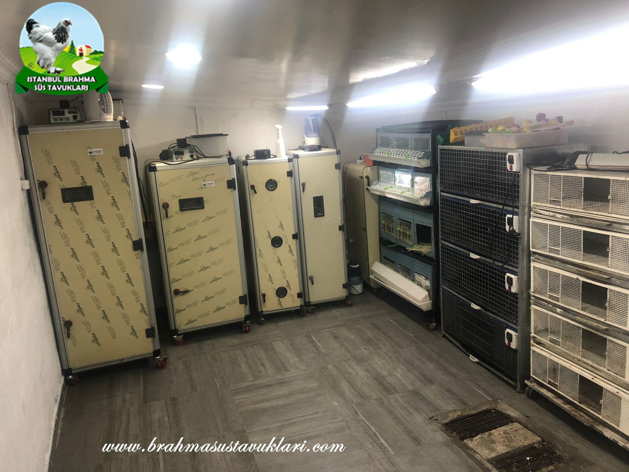 Kuluçkahanemiz YENİLENDİ - Kiralık Kuluçka Makinaları