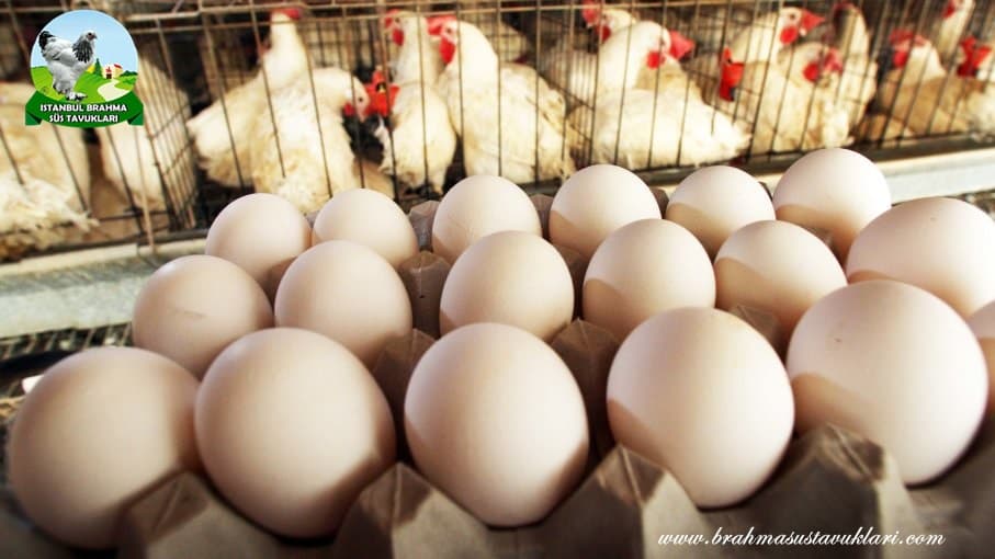 Tavuklarım Yumurtlamıyor Tavuklar Neden Yumurtlamaz