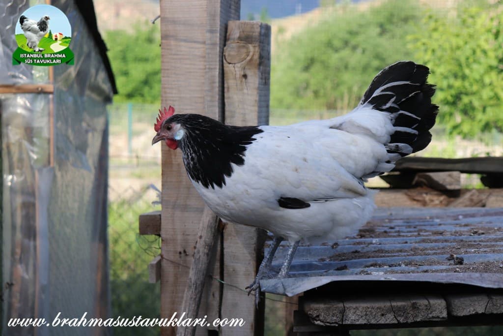 Lakenvalder Tavuk Irkı Hakkında Özellikler