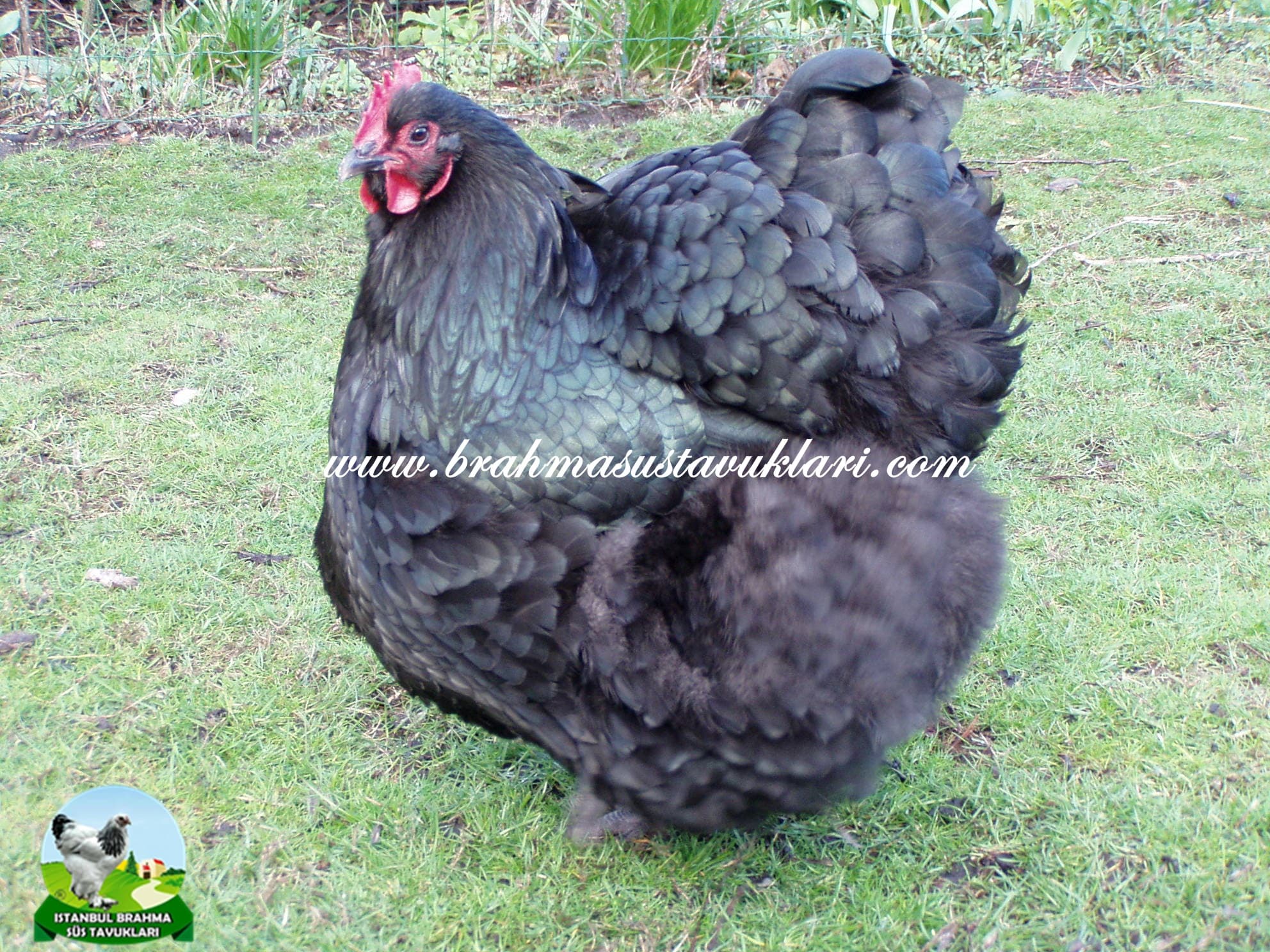 Orpington Tavuk Özellikleri, Yumurtası,  Orpington Renkleri