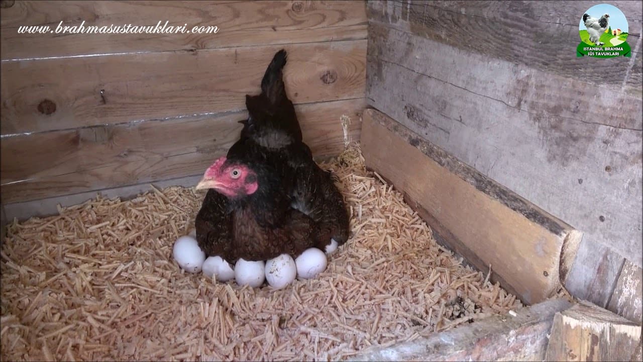Gurk Tavuk Nasıl oturtulur