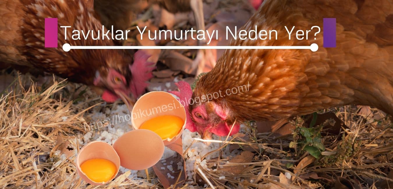 Tavuklar Kendi Yumurtalarını Neden Yer