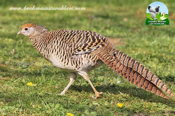 Elmas Sülün Özellikleri - Elmas Sülün