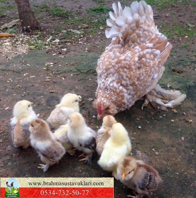 İspenç Milli Irk - İspenç Tavuk - Hakkında Bilgiler - İstanbul Brahma Süs Tavukları