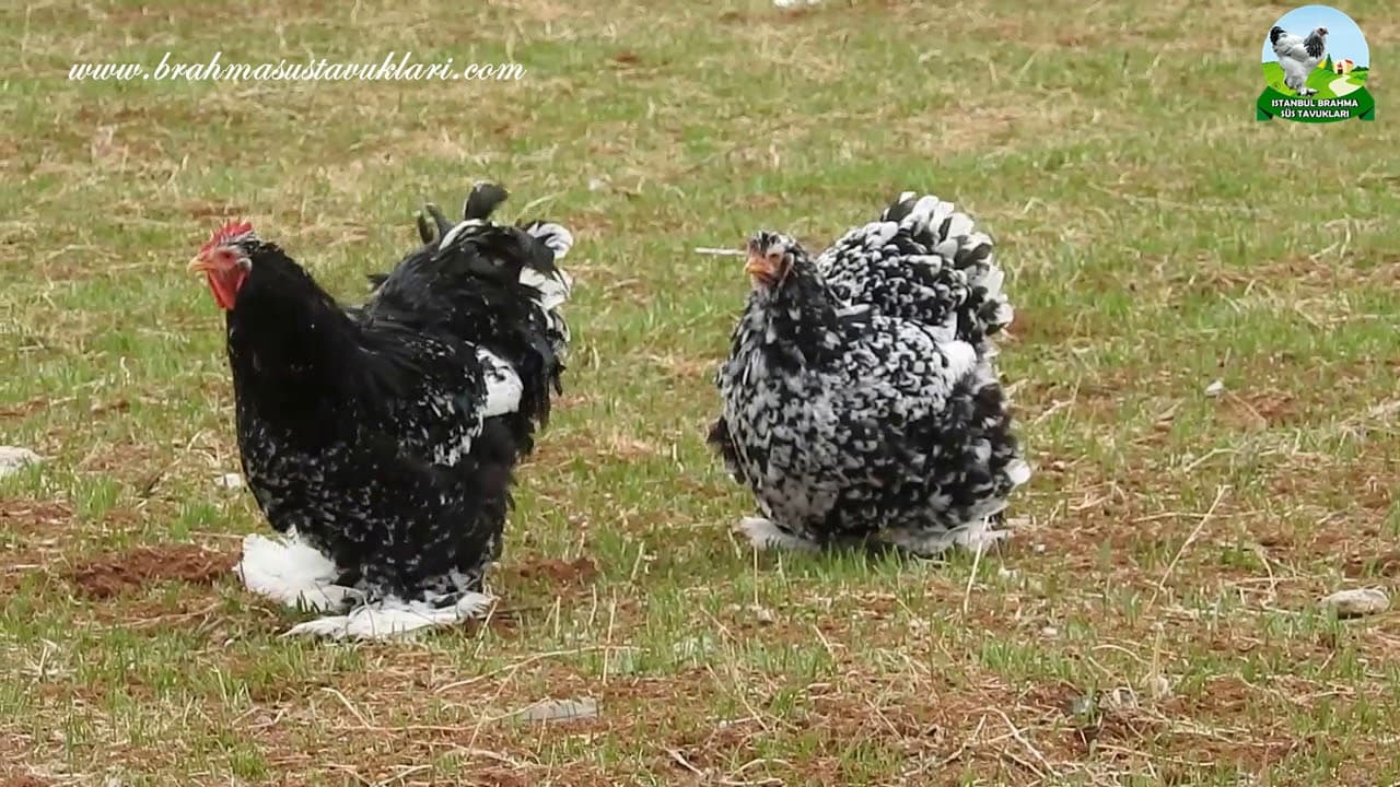 Cüce Koşin Tavuk Özellikleri