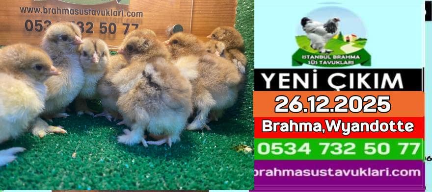 Yeni Çıkım 26 12 2025 Brahma Wyandotte Civciv