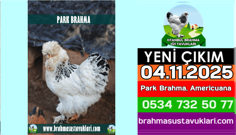 Yeni Çıkım 30 12 2024  İspenç  Fizan Gugullu