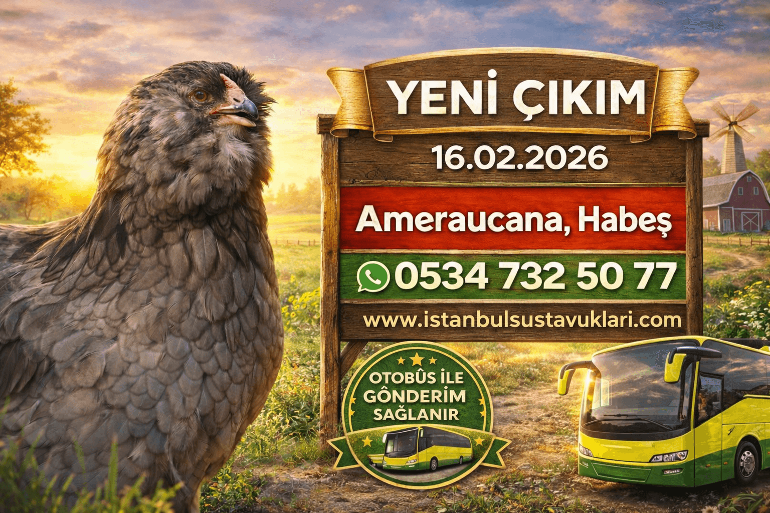 10 03 2026 Civciv Çıkımı Wyandotte Hint