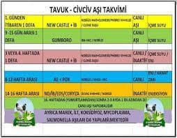 Civcivlerde Aşı Takvimi - İstanbul Brahma Süs Tavukları
