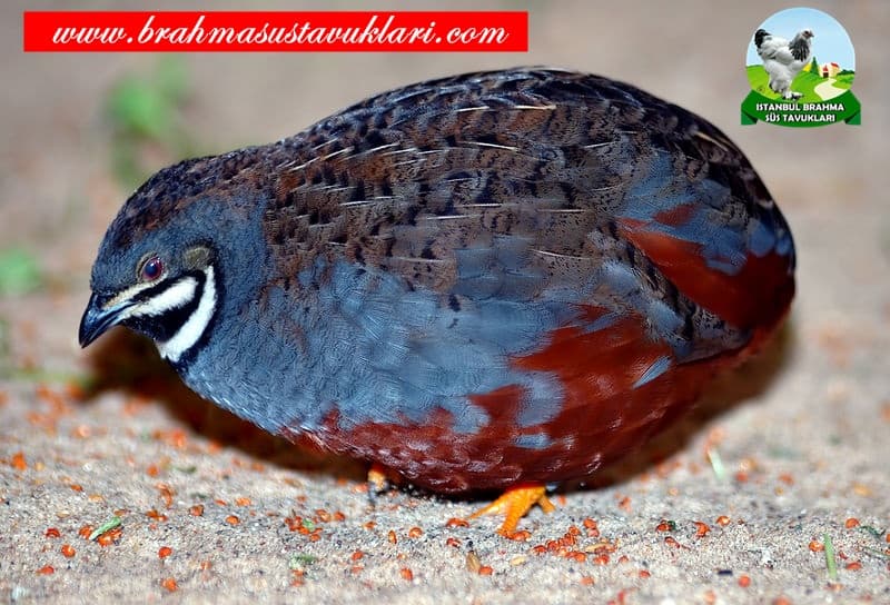 Bıldırcın Özellikleri - Bıldırcın Türleri