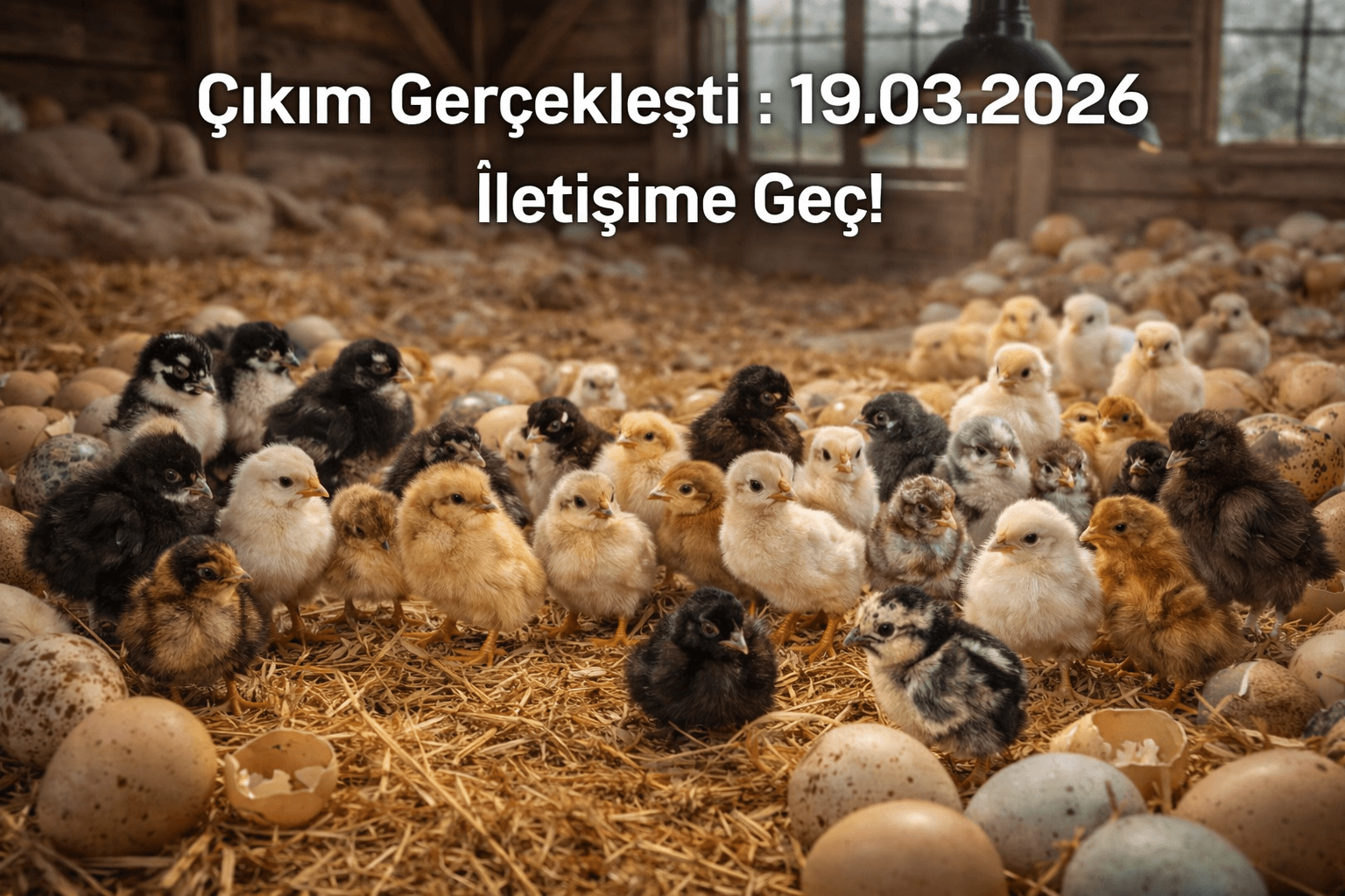 Ligorin,Wyandotte,Gugullu,Hint Çıkım Gerçekleşti!