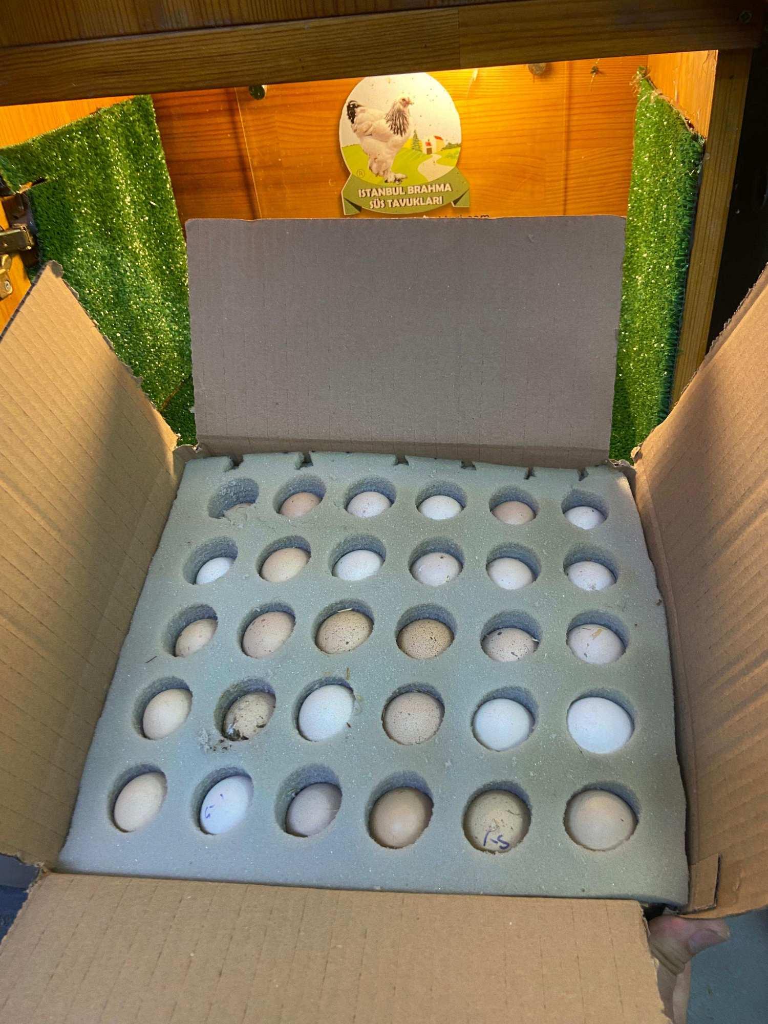 Sünger Yumurta Viyolü