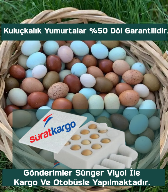 BLACK MODLED BRAHMA KULUÇKALIK CİVCİV VE YUMURTA 