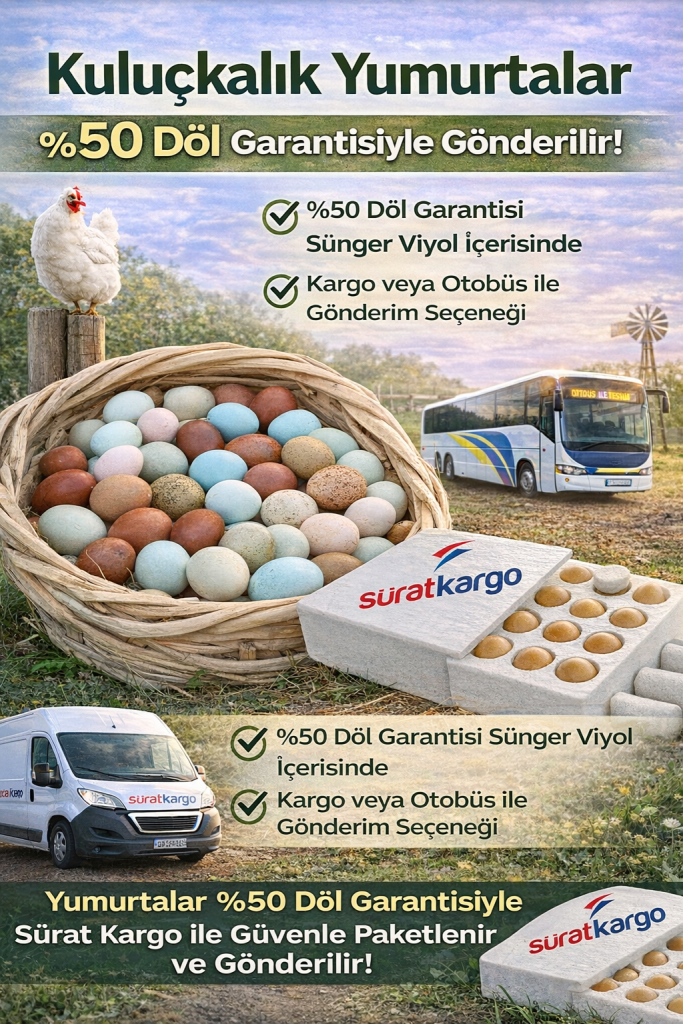 BLACK MODLED BRAHMA KULUÇKALIK CİVCİV VE YUMURTA 