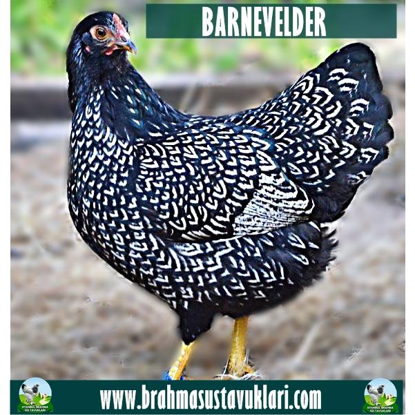 BARNEVELDER KULUÇKALIK YUMURTA
