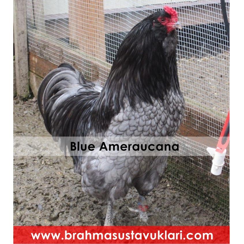 Blue Ameraucana Kuluçkalık Yumurta