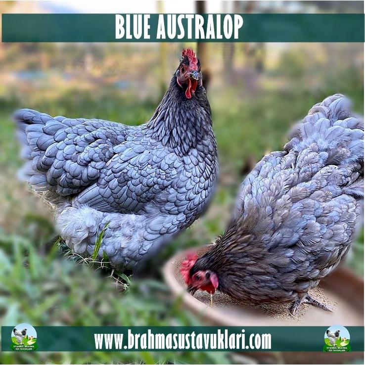BLUE AUSTRALOP KULUÇKALIK YUMURTA