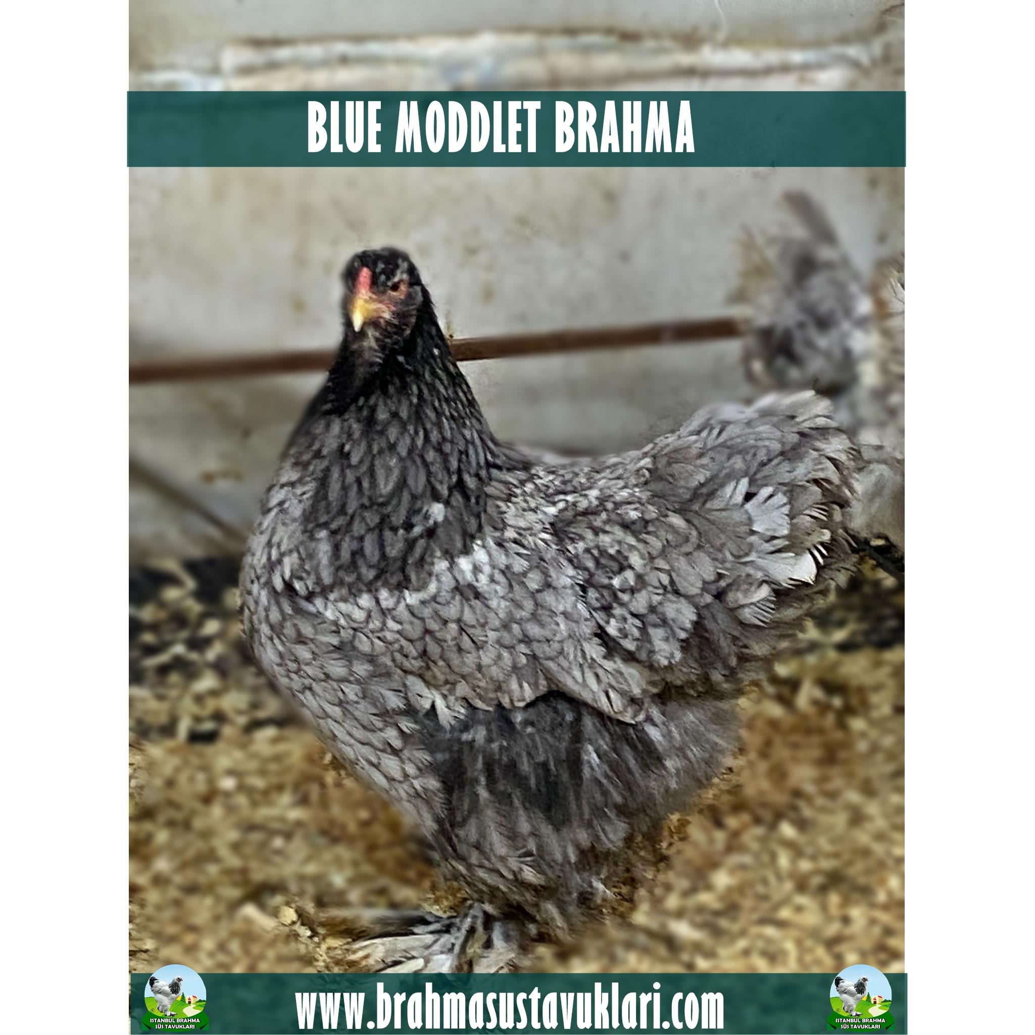 BLUE MODDLET BRAHMA KULUÇKALIK YUMURTA