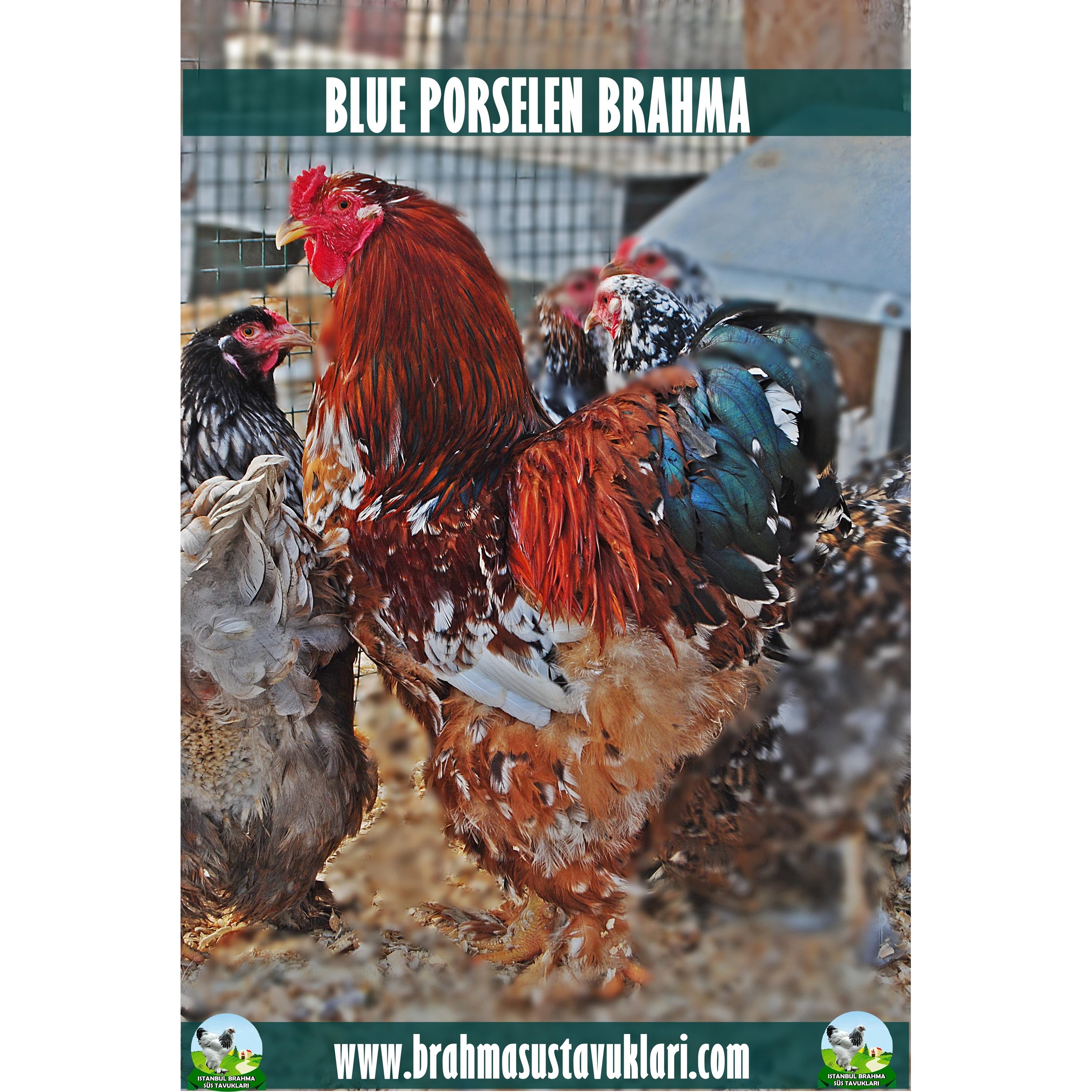 BLUE PORSELEN BRAHMA KULUÇKALIK YUMURTA