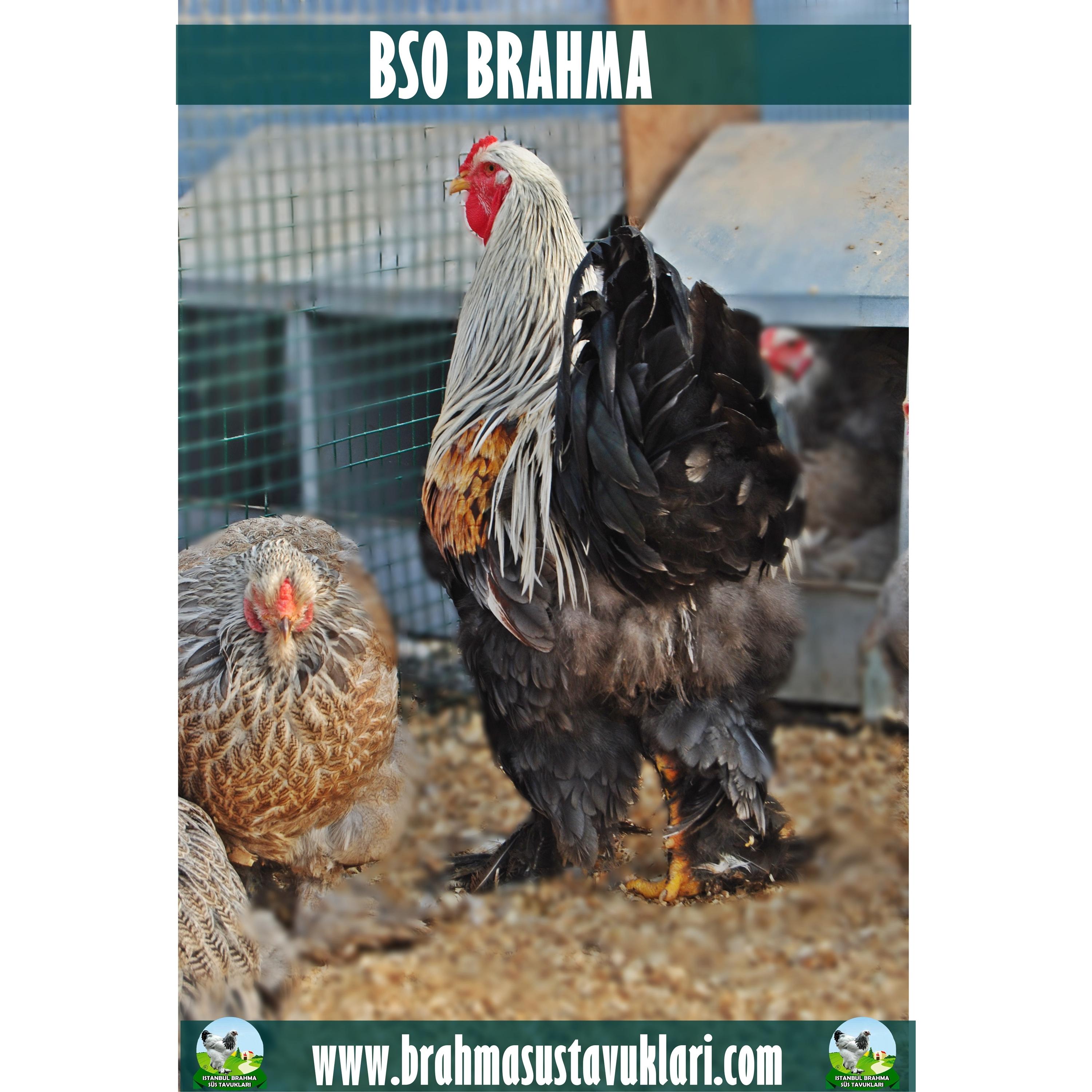 BSO BRAHMA KULUÇKALIK YUMURTA