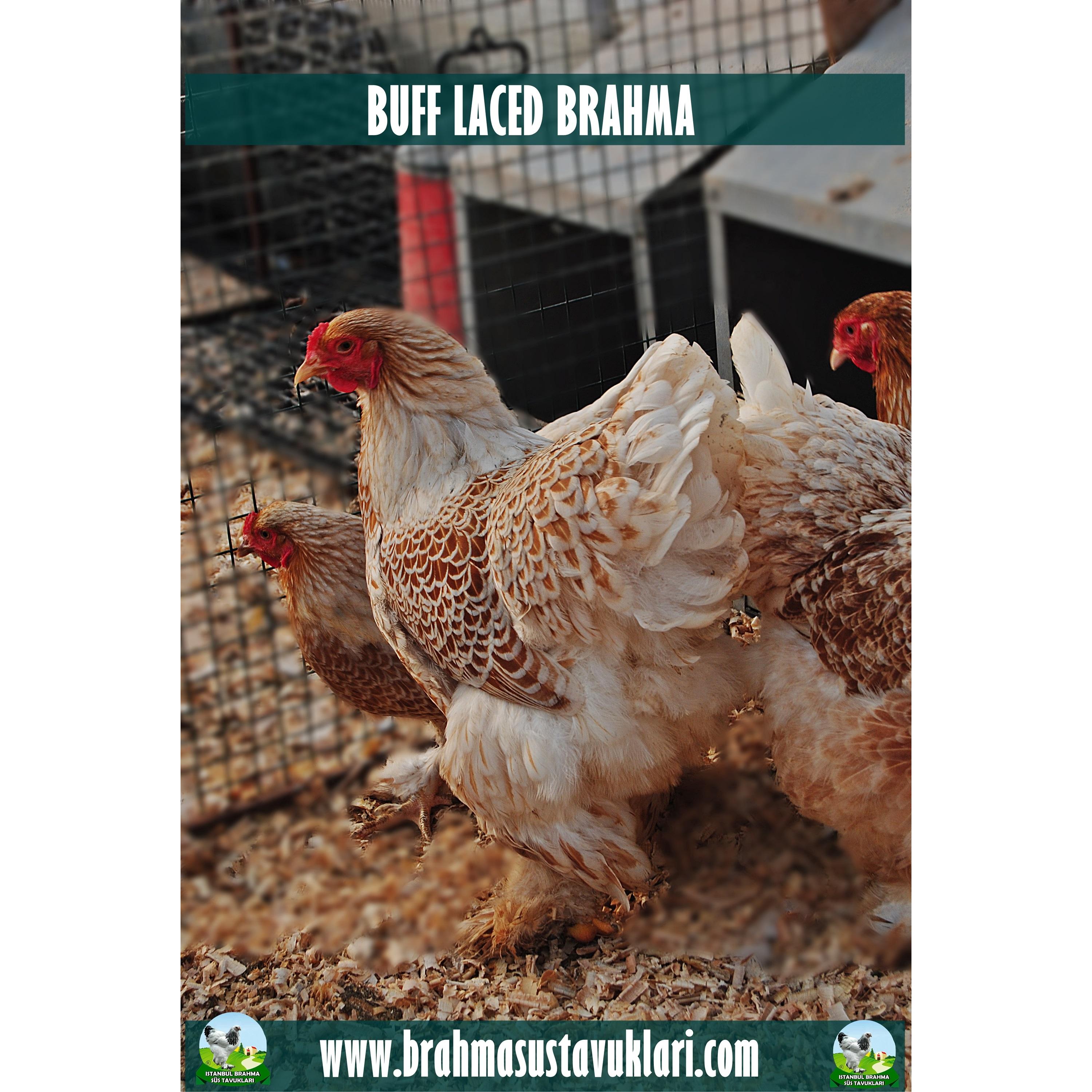 Buff Laced Brahma Kuluçkalık Yumurta