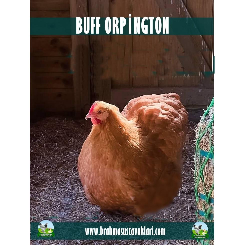 BUFF ORPİNGTON KULUÇKALIK YUMURTA