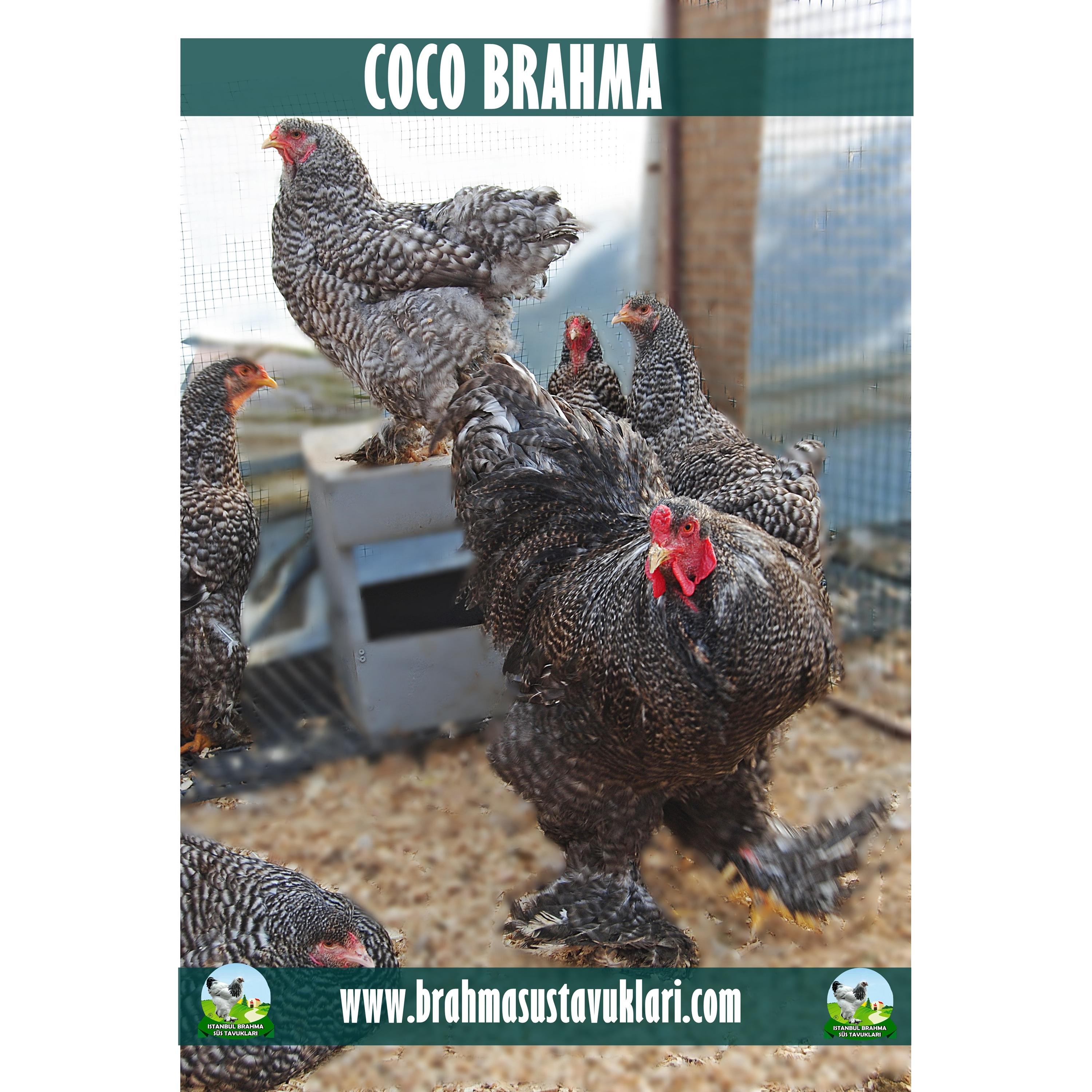 COCO BRAHMA KULUÇKALIK YUMURTA