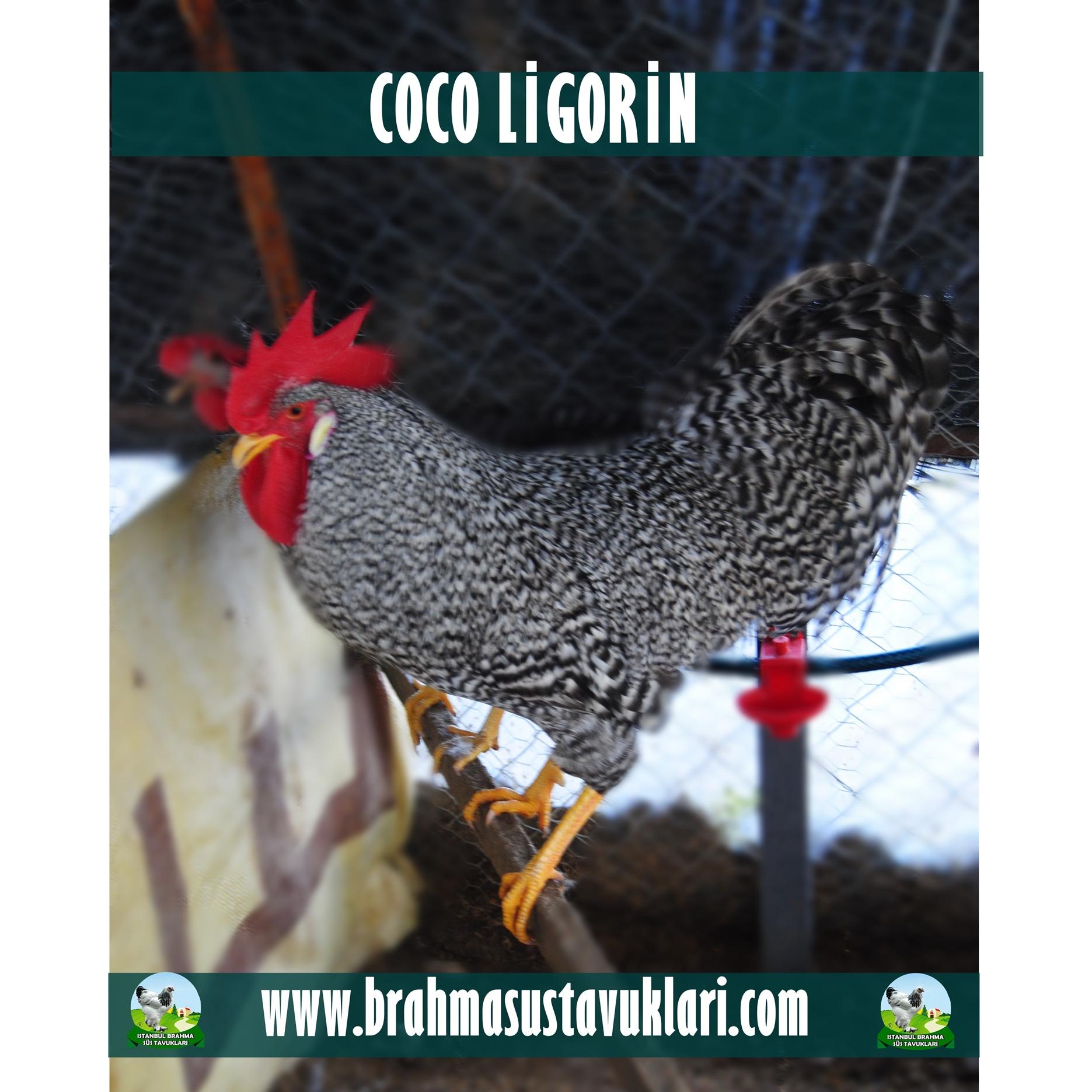 COCO LİGORİN KULUÇKALIK YUMURTA