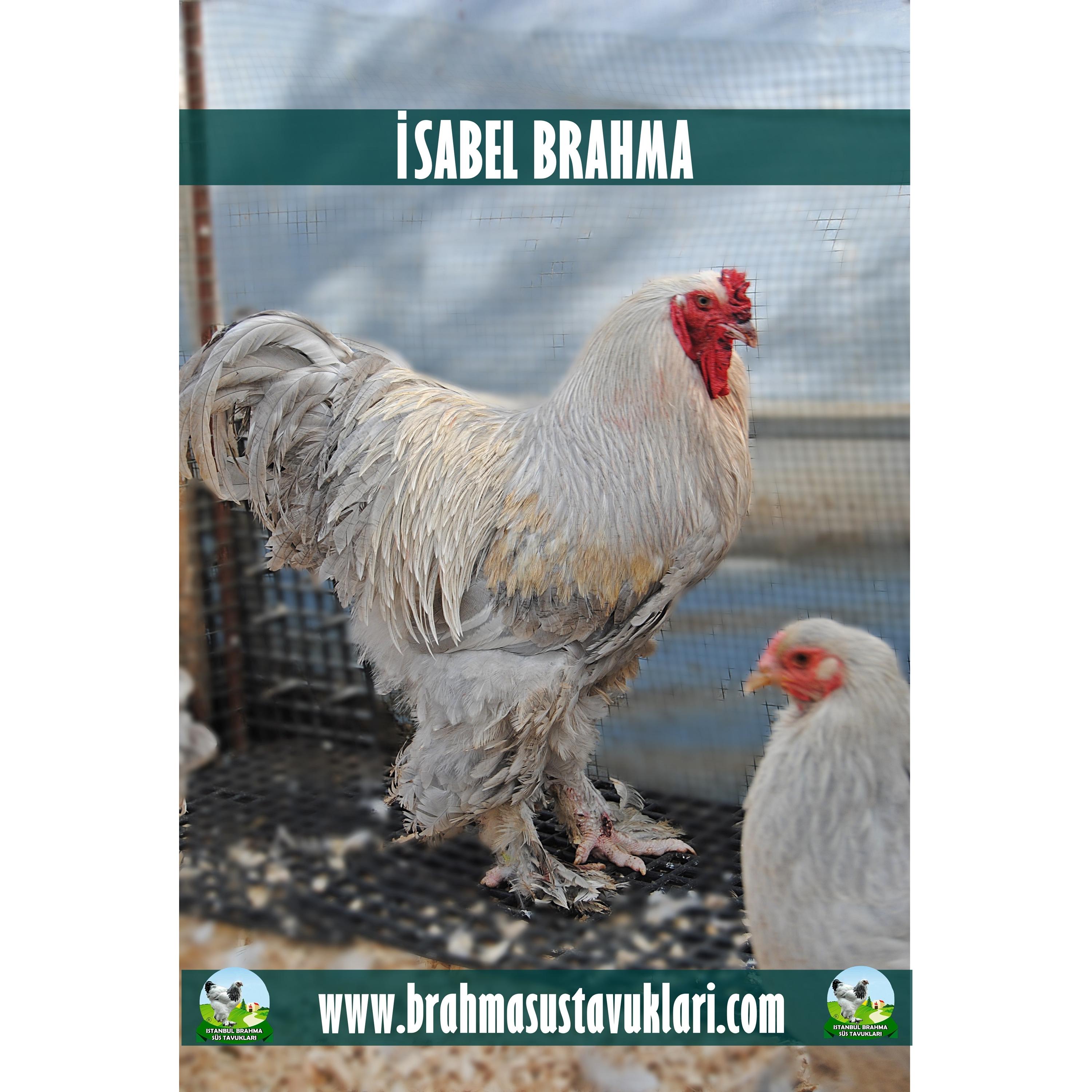 İSABEL BRAHMA KULUÇKALIK YUMURTA