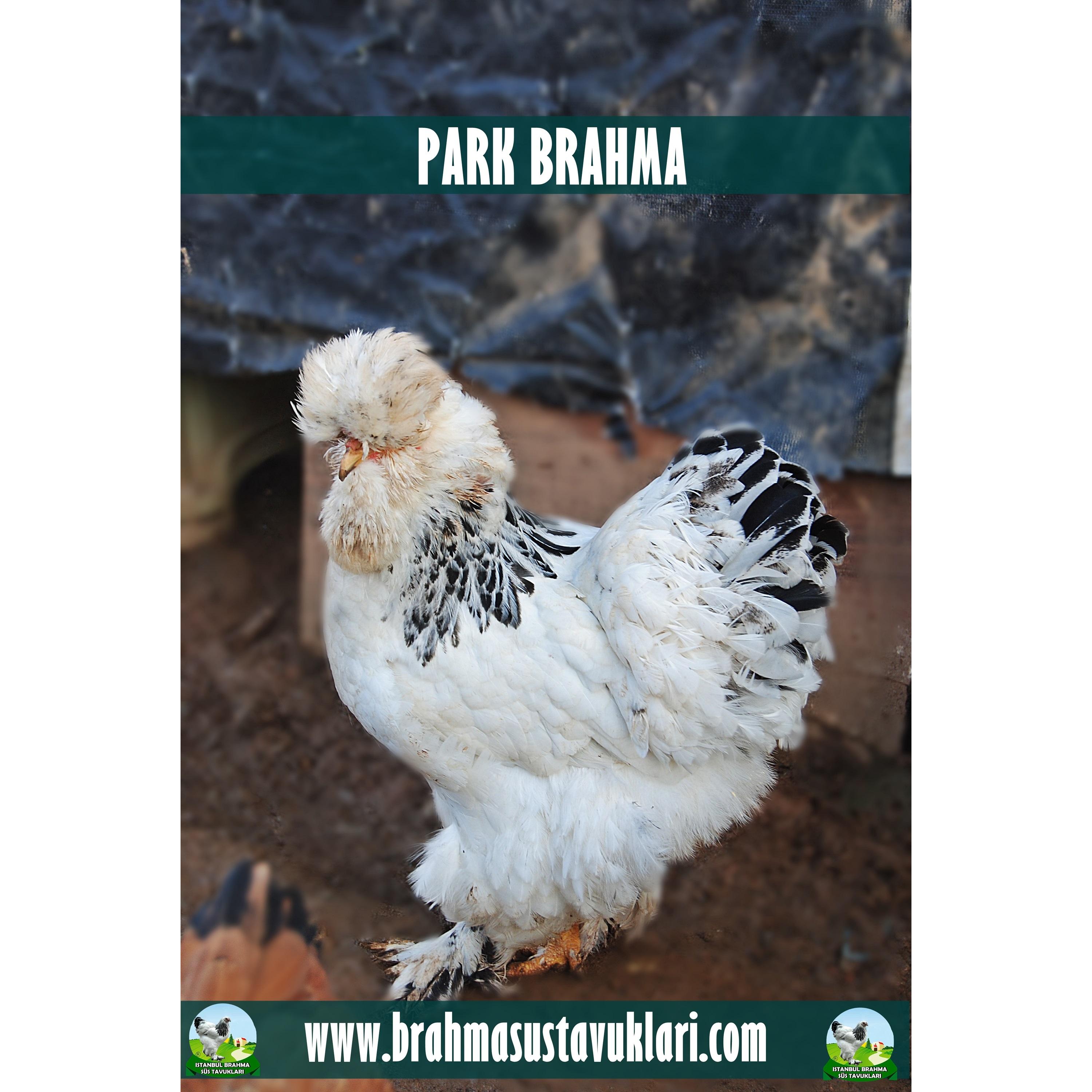 PARK BRAHMA KULUÇKALIK YUMURTA