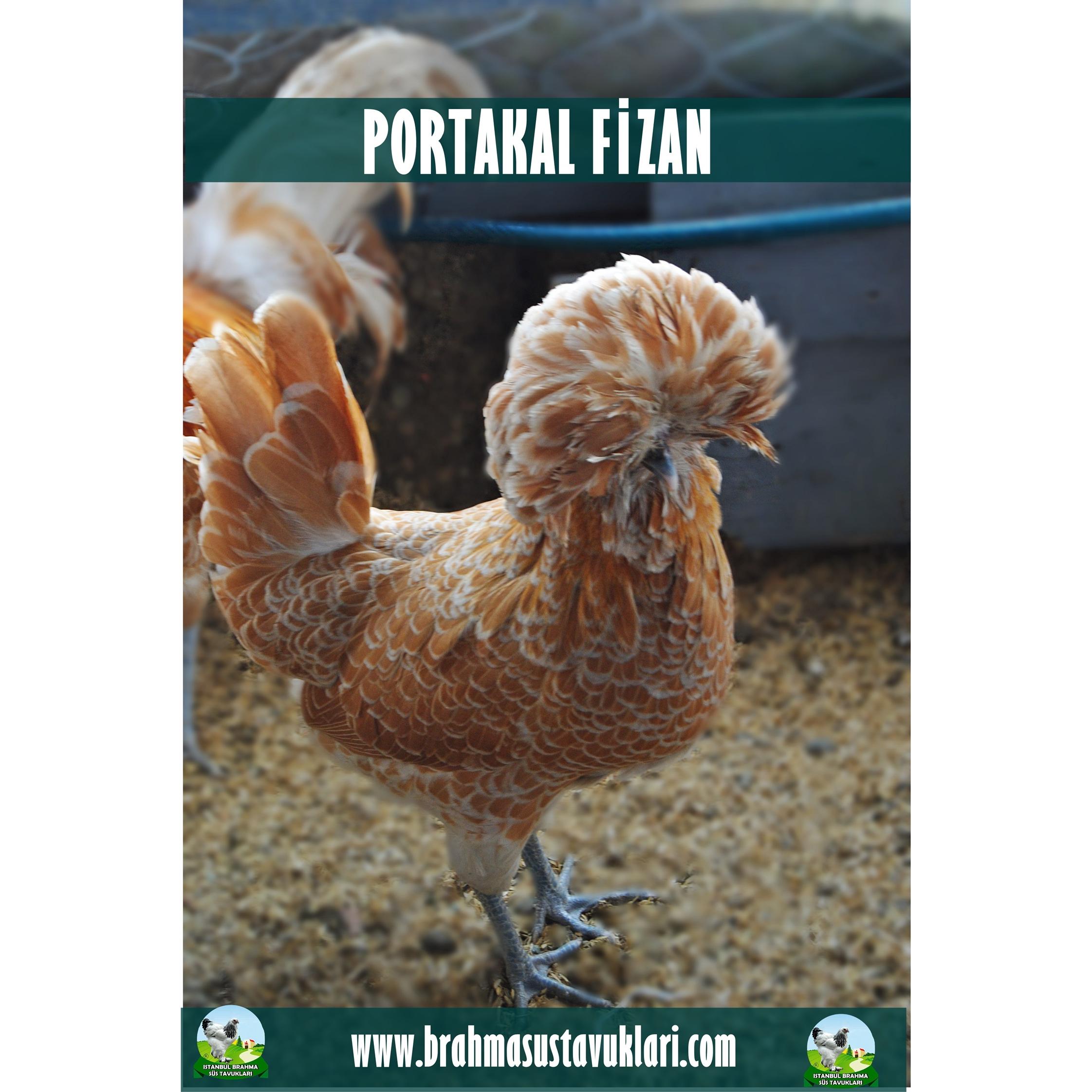 PORTAKAL FİZAN KULUÇKALIK YUMURTA