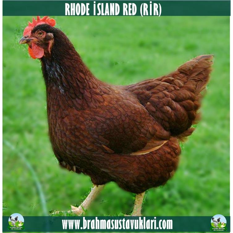 Rhode island Red Rir Kuluçkalık Yumurta