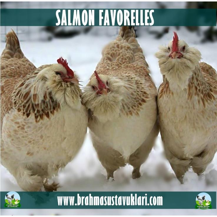 SALMON FAVEROLLES KULUÇKALIK YUMURTA