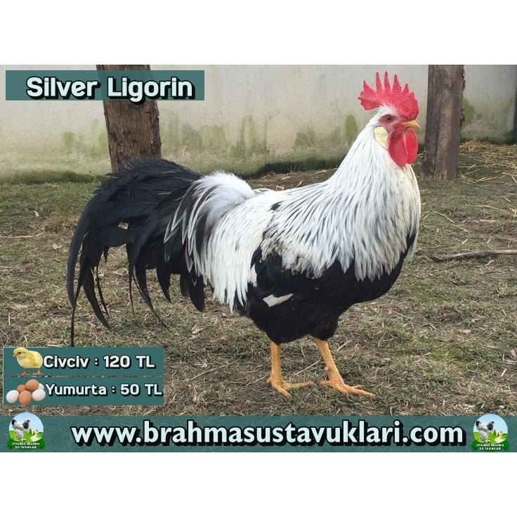 SİLVER LİGORİN KULUÇKALIK YUMURTA