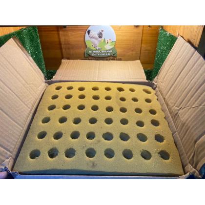 48'Lİ Bıldırcın Keklik Sülün Sünger Viyolü