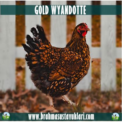 GOLD WYANDOTTE KULUÇKALIK YUMURTA
