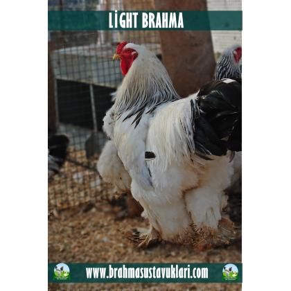 LİGHT BRAHMA KULUÇKALIK YUMURTA