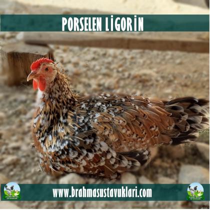 Porselen Ligorin Kuluçkalık Yumurta