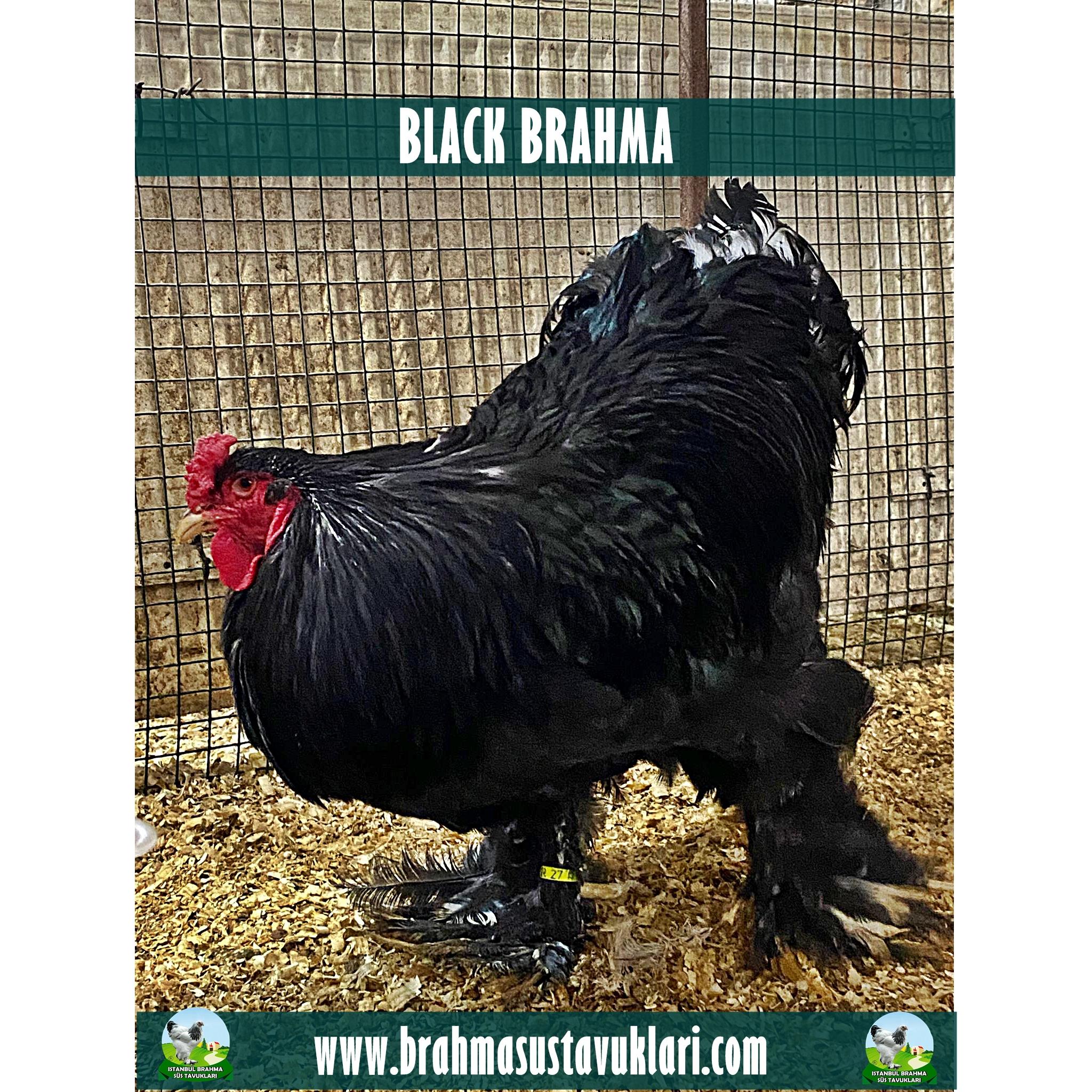 Black Brahma Kuluçkalık Yumurta