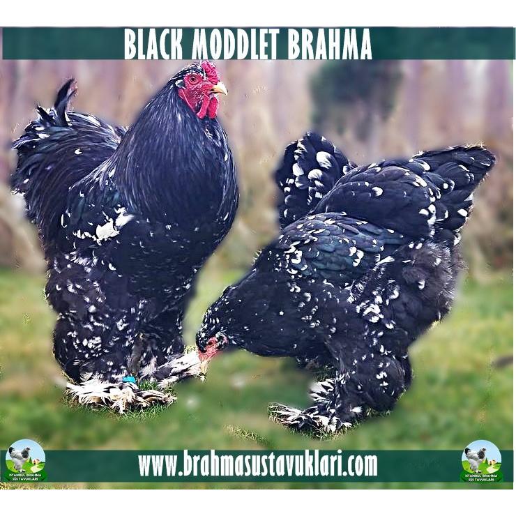 BLACK MODLET BRAHMA KULUÇKALIK YUMURTA