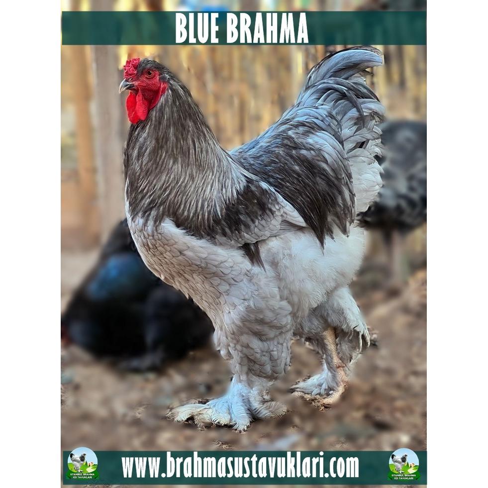 BLUE BRAHMA KULUÇKALIK YUMURTA
