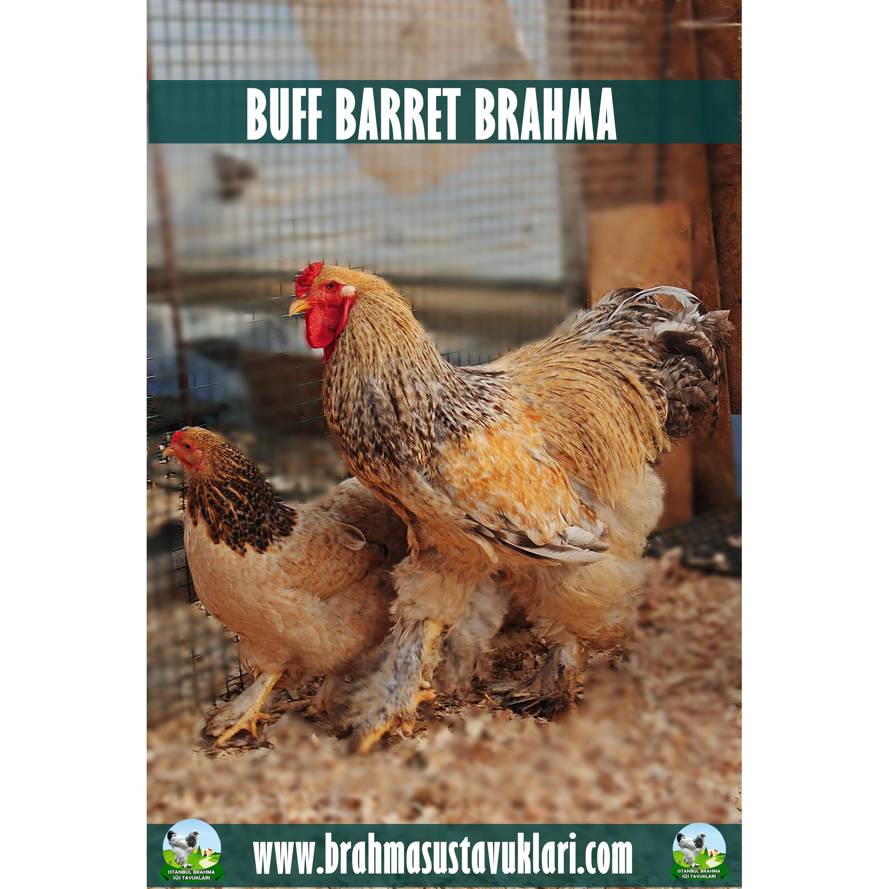 Buff Barret Brahma Kuluçkalık Yumurta