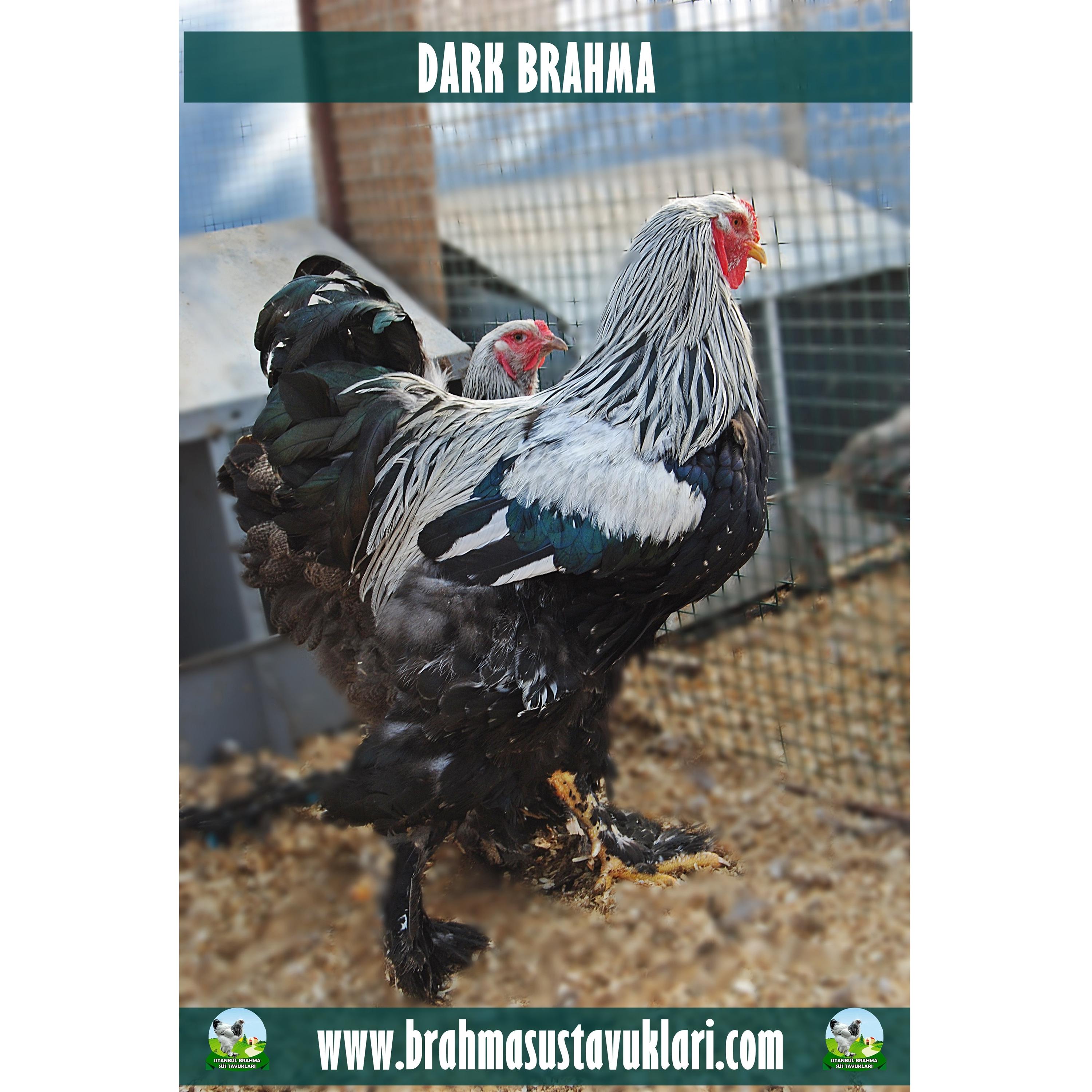 DARK BRAHMA KULUÇKALIK YUMURTA