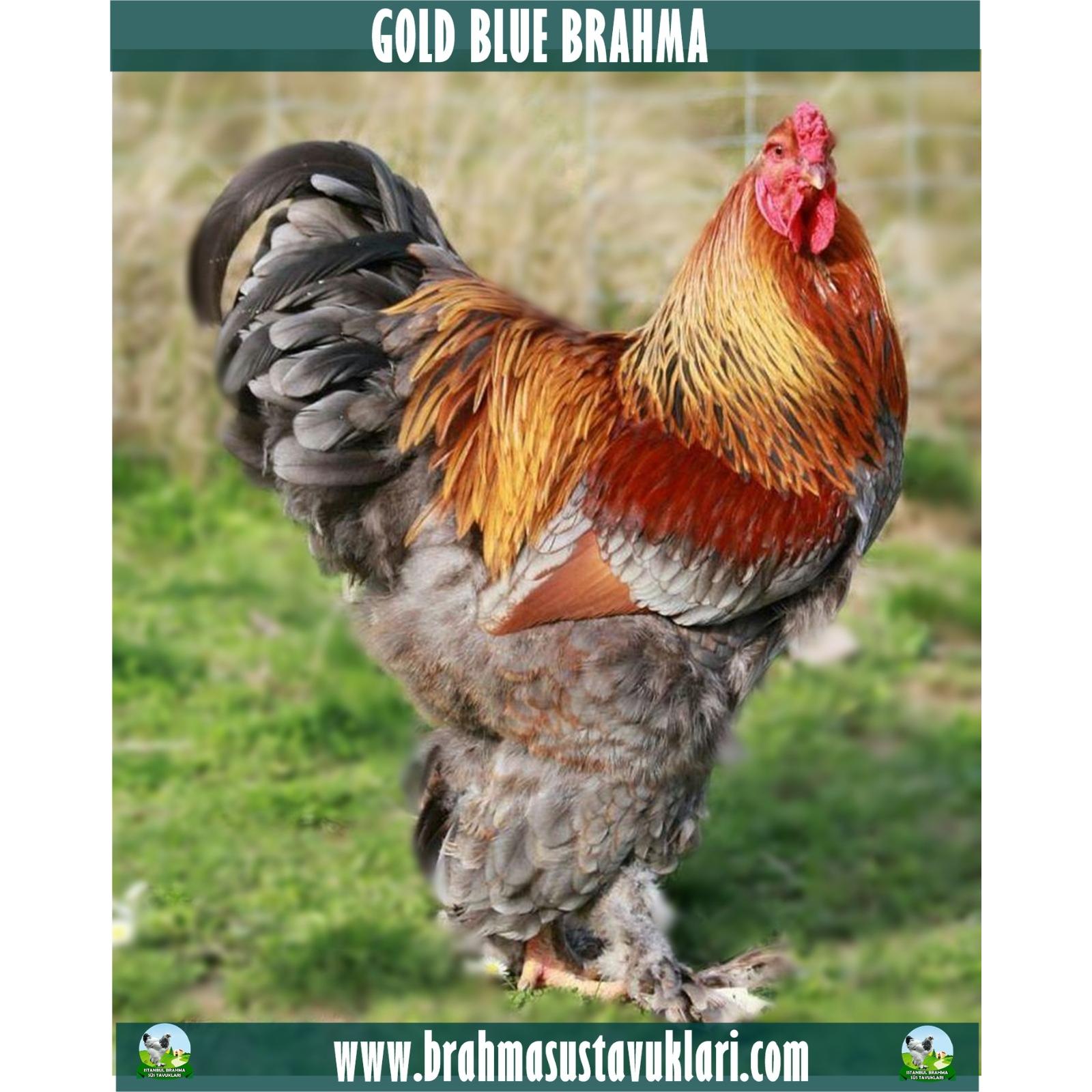 GOLD BLUE BRAHMA KULUÇKALIK YUMURTA