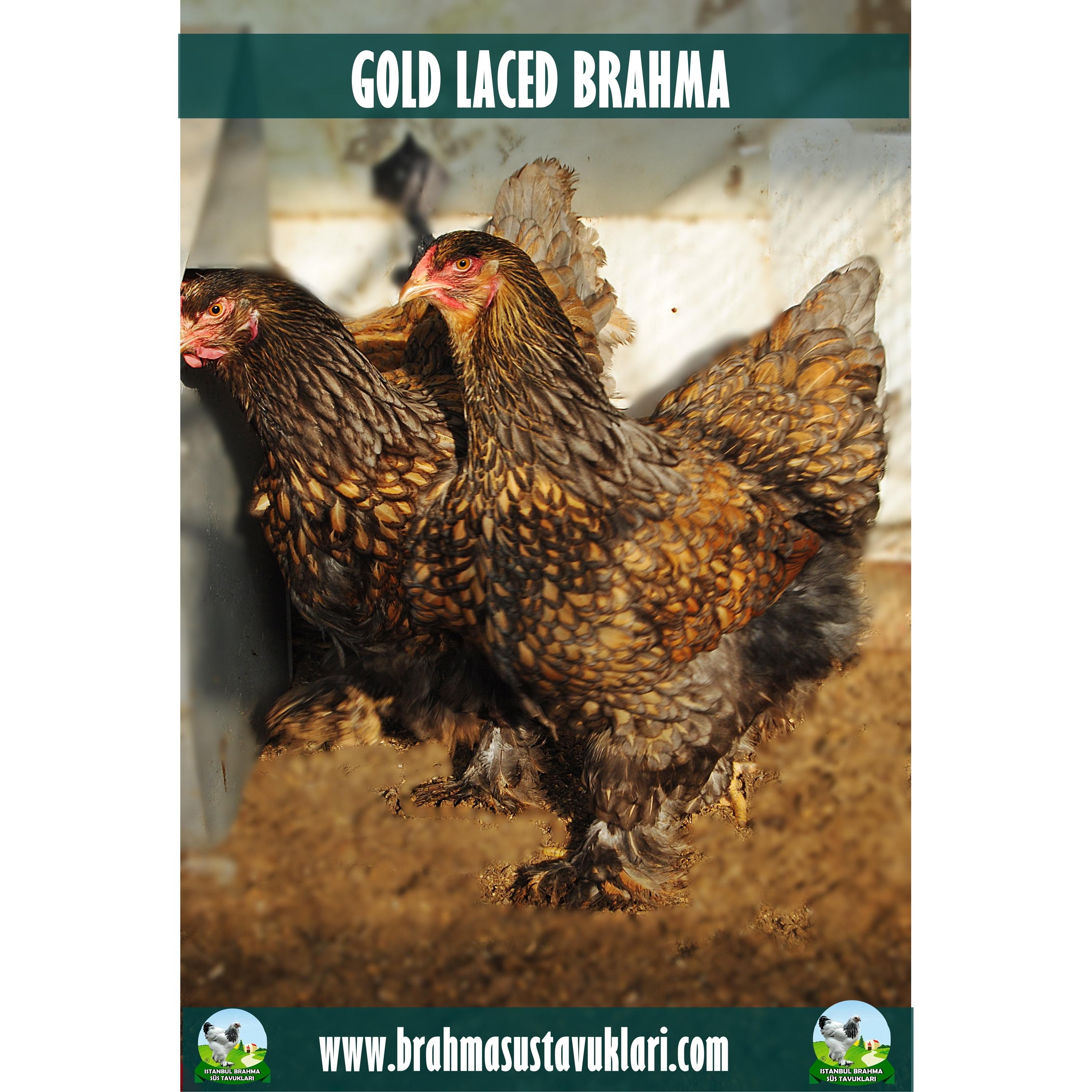 GOLD LACED BRAHMA KULUÇKALIK YUMURTA