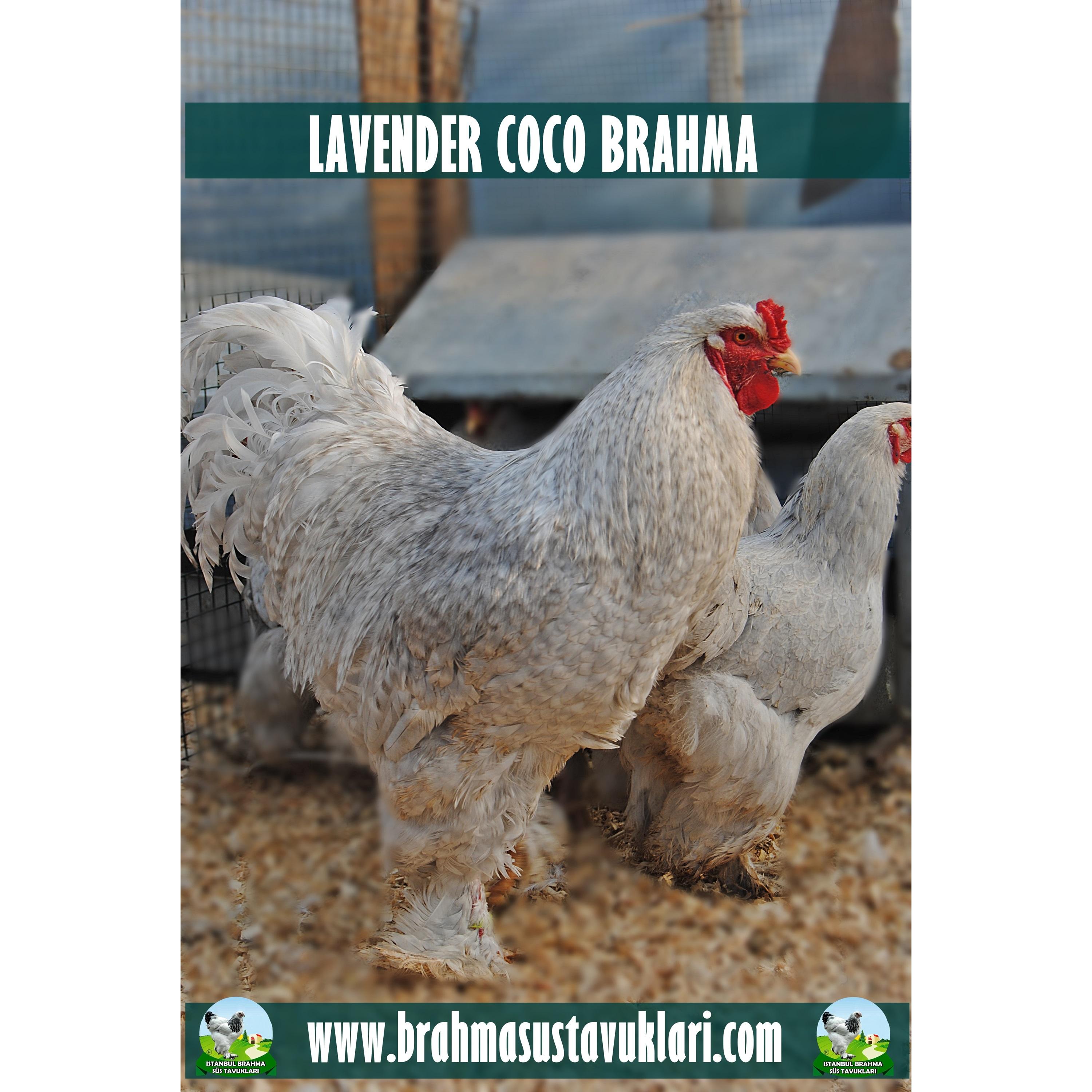 Lavender Coco Brahma Kuluçkalık Yumurta
