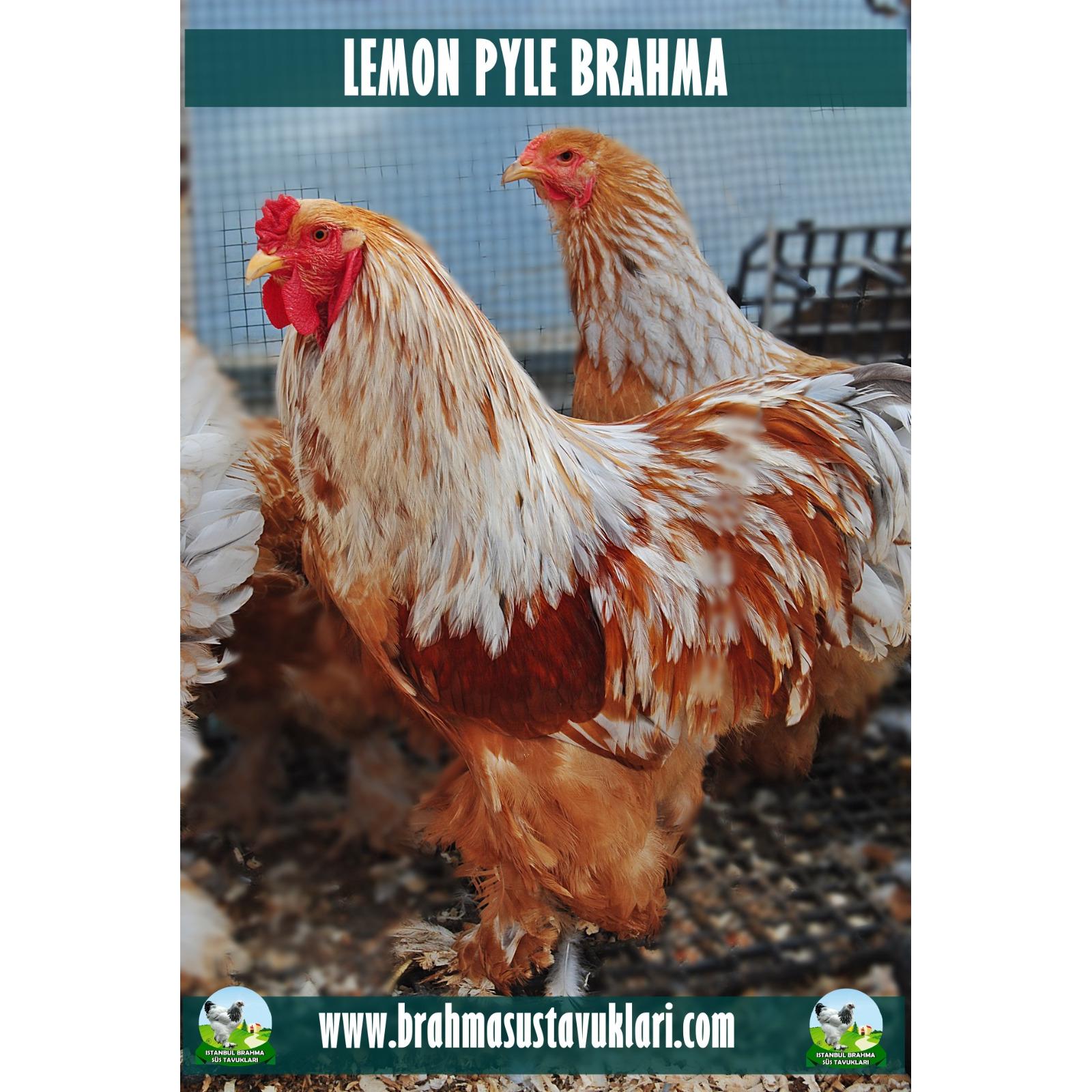 LEMON BRAHMA KULUÇKALIK YUMURTA