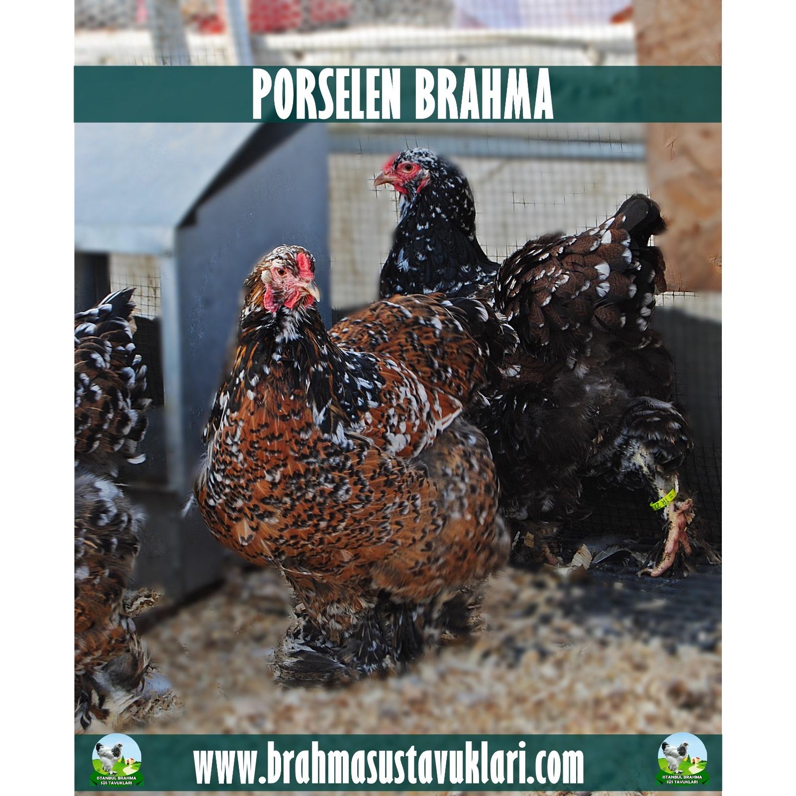 PORSELEN BRAHMA KULUÇKALIK YUMURTA